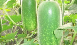 吃瓜51在线黑料.今日必吃大瓜每日吃瓜fun,吃瓜51独家爆料，每日必吃大瓜，fun享娱乐盛宴